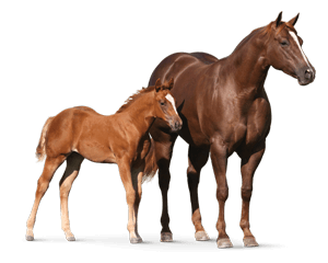 Horse Feed & Supplements l Purina