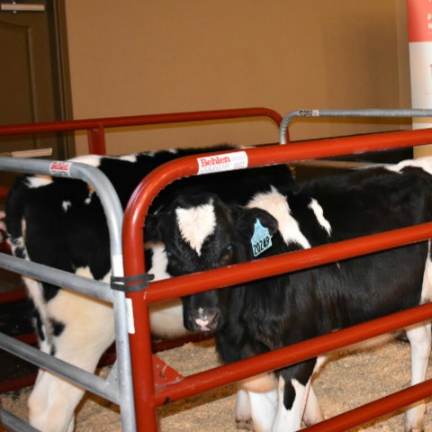 image of calf weights at leading dairy producer conference