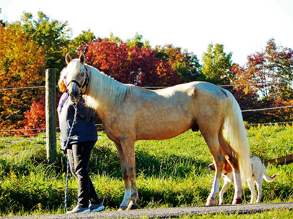 image of rescue horse Cider
