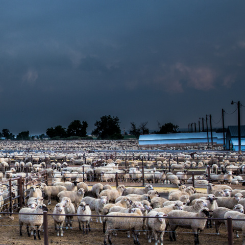 Several adult sheep in feedlot pens with a stormy sky in the background.