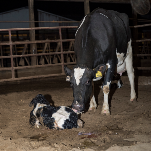 A Holstein cow tends to a newborn Holstein calf lying in a sand-bedded maternity pen.   