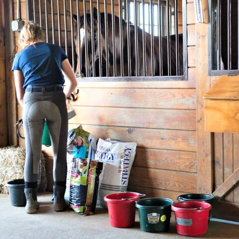 Learn about six common horse feed additives and the science behind them.
